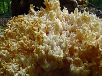 Hericium coralloides 43, Kammetjesstekelzwam, Saxifraga-Hans Grotenhuis
