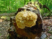 Hericium coralloides 46, Kammetjesstekelzwam, Saxifraga-Hans Grotenhuis