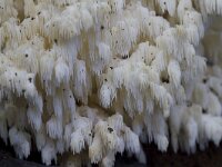Hericium coralloides 48, Kammetjesstekelzwam, Saxifraga-Jan Nijendijk