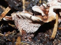 Hydnellum concrescens 5, Gezoneerde stekelzwam, Saxifraga-Foto Fitis-Sytske Dijksen