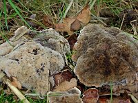 Hydnellum spongiosipes