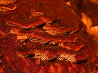 Hydnellum spongiosipes 13, Fluwelige stekelzwam, Saxifraga-Foto Fitis-Sytske Dijksen