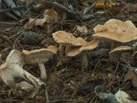 Hydnum rufescens 4, Saxifraga-Willem van Kruijsbergen