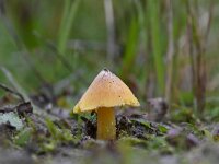 Hygrocybe acutoconica 4, Puntmutswasplaat, Saxifraga-Luuk Vermeer