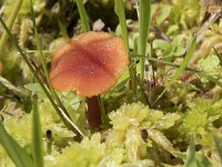Hygrocybe coccineocrenata