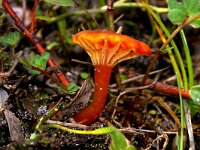 Hygrocybe coccineocrenata 2, Veenmosvuurzwammetje, Saxifraga-Foto Fitis-Sytske Dijksen