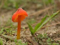 Hygrocybe conica 3, Zwartwordende wasplaat, Saxifraga-Jaap Schelvis