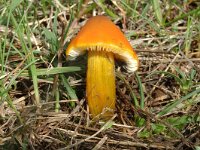 Hygrocybe conica 7, Zwartwordende wasplaat, Saxifraga-Jan van der Straaten