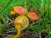 Hygrocybe miniata 20, Gewoon vuurzwammetje, Saxifraga-Hans Hogenhuis