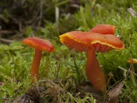 Hygrocybe miniata var miniata 5, Gewoon vuurzwammetje, Saxifraga-Willem van Kruijsbergen