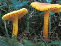 Hygrocybe obrussea