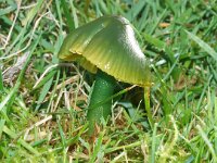 Hygrocybe psittacina 8, Papegaaizwammetje, Saxifraga-Foto Fitis-Sytske Dijksen