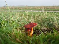 Hygrocybe punicea