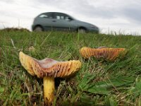 Hygrocybe punicea 6, Granaatbloemwasplaat, Saxifraga-Foto Fitis-Sytske Dijksen