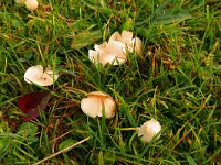 Hygrocybe virginea, Snowy Waxcap