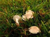 Hygrocybe virginea 3, Gewoon sneeuwzwammetje, Saxifraga-Hans Grotenhuis