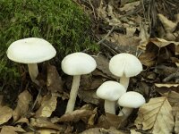 Hygrophorus eburneus, Ivory Woodwax