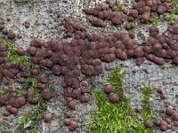 Hypoxylon fragiforme 6, Roestbruine kogelzwam, Saxifraga-Luuk Vermeer