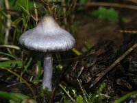 Inocybe lilacina