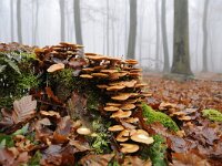 Kuehneromyces mutabilis 6, Stobbezwammetje, Saxifraga-Luuk Vermeer