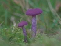 Laccaria amethystina 3, Amethistzwam, Saxifraga-Luc Hoogenstein