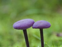 Laccaria amethystina 41, Amethistzwam, Saxifraga-Jan Nijendijk