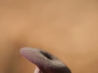 Laccaria amethystina 42, Amethistzwam, Saxifraga-Jan Nijendijk