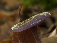 Laccaria amethystina 43, Amethistzwam, Saxifraga-Jan Nijendijk