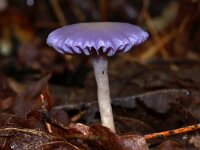 Laccaria amethystina 45, Amethistzwam, Saxifraga-Foto Fitis-Sytske Dijksen