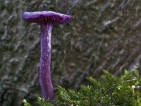 Laccaria amethystina 9, Amethistzwam, Saxifraga-Rik Kruit