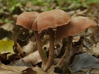 Laccaria laccata
