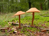 Laccaria laccata 13, Gewone fopzwam, Saxifraga-Luuk Vermeer