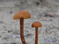 Laccaria proxima 4, Schubbige fopzwam, Saxifraga-Luuk Vermeer