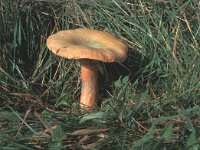 Lactarius deterrimus, False Saffron Milkcap