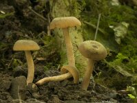 Lactarius obscuratus 2, Groenige elzenmelkzwam, Saxifraga-Willem van Kruijsbergen