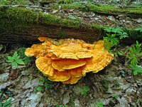Laetiporus sulphureus 40, Zwavelzwam, Saxifraga-Hans Grotenhuis