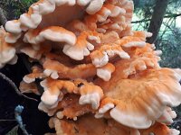 Laetiporus sulphureus 49, Zwavelzwam, Saxifraga-Tom Heijnen