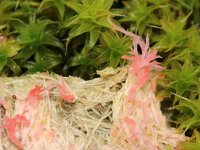 Laetisaria fuciformis 2, Warrige graskorstzwam, Saxifraga-Foto Fitis-Sytske Dijksen