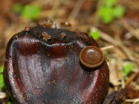 Lanzia echinophila 2, Kastanjestromakelkje, Saxifraga-Foto Fitis-Sytske Dijksen