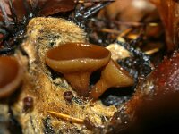 Lanzia echinophila 3, Kastanjestromakelkje, Saxifraga-Foto Fitis-Sytske Dijksen