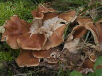 Lepista flaccida 7, Roodbruine schijnridderzwam, Saxifraga-Willem van Kruijsbergen