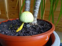 Leucocoprinus birnbaumii 2, Goudgele plooiparasol, Saxifraga-Hans Grotenhuis