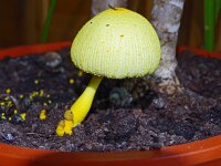 Leucocoprinus birnbaumii 3, Goudgele plooiparasol, Saxifraga-Hans Grotenhuis