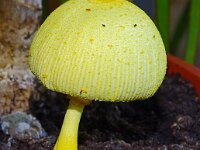 Leucocoprinus birnbaumii 5, Goudgele plooiparasol,Saxifraga-Hans Grotenhuis