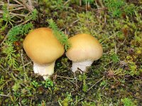 Lycoperdon lividum 4, Melige stuifzwam, Saxifraga-Foto Fitis-Sytske Dijksen