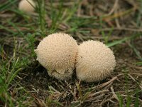 Lycoperdon perlatum 5, Parelstuifzwam, Saxifraga-Jaap Schelvis
