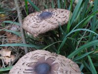 Macrolepiota mastoidea