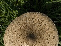 Macrolepiota procera 17, Grote parasolzwam, Saxifraga-Marijke Verhagen