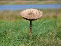 Macrolepiota procera 49, Grote parasolzwam, Saxifraga-Tom Heijnen