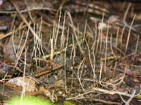 Macrotyphula juncea 17, Draadknotszwam, Saxifraga-Foto Fitis-Sytske Dijksen